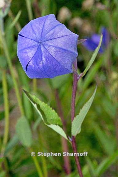 platycodon grandiflorus 3 graphic